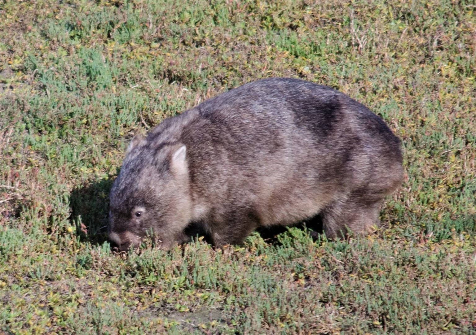 A Common or Bare-nosed wombat eating vegetation