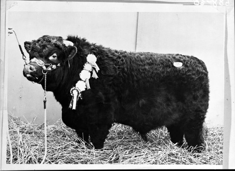 Royal Show prize bull, 1968 (VPRS 12903/P0001). 