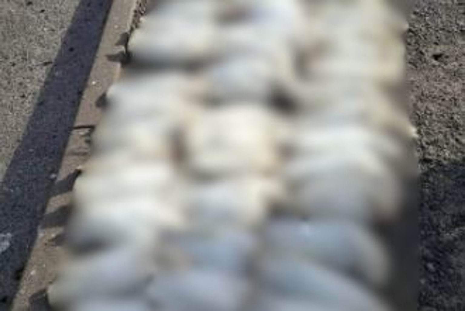 Blurred image of rows of deceased corellas
