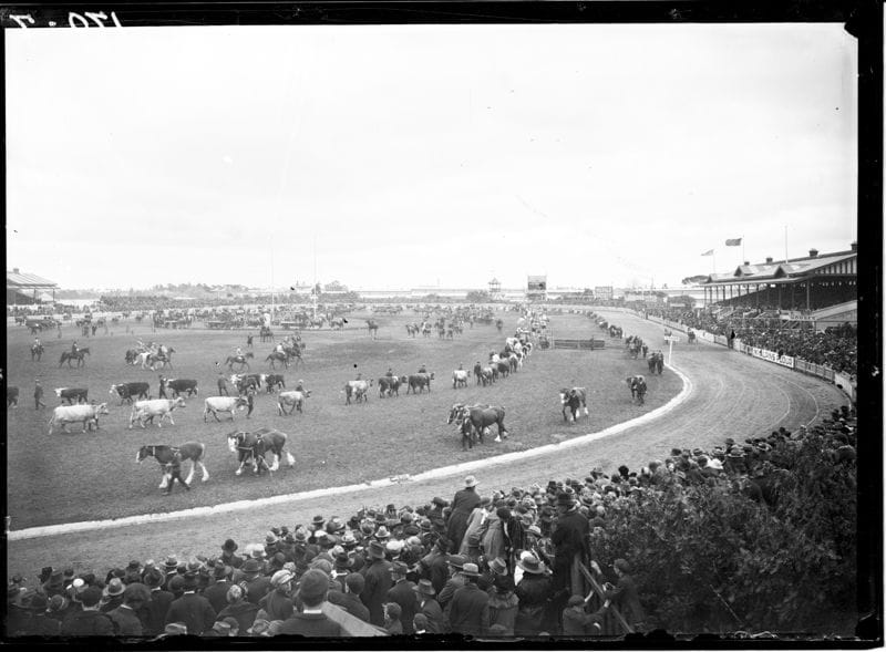 Horse parade in showgrounds arena (VPRS12903) 