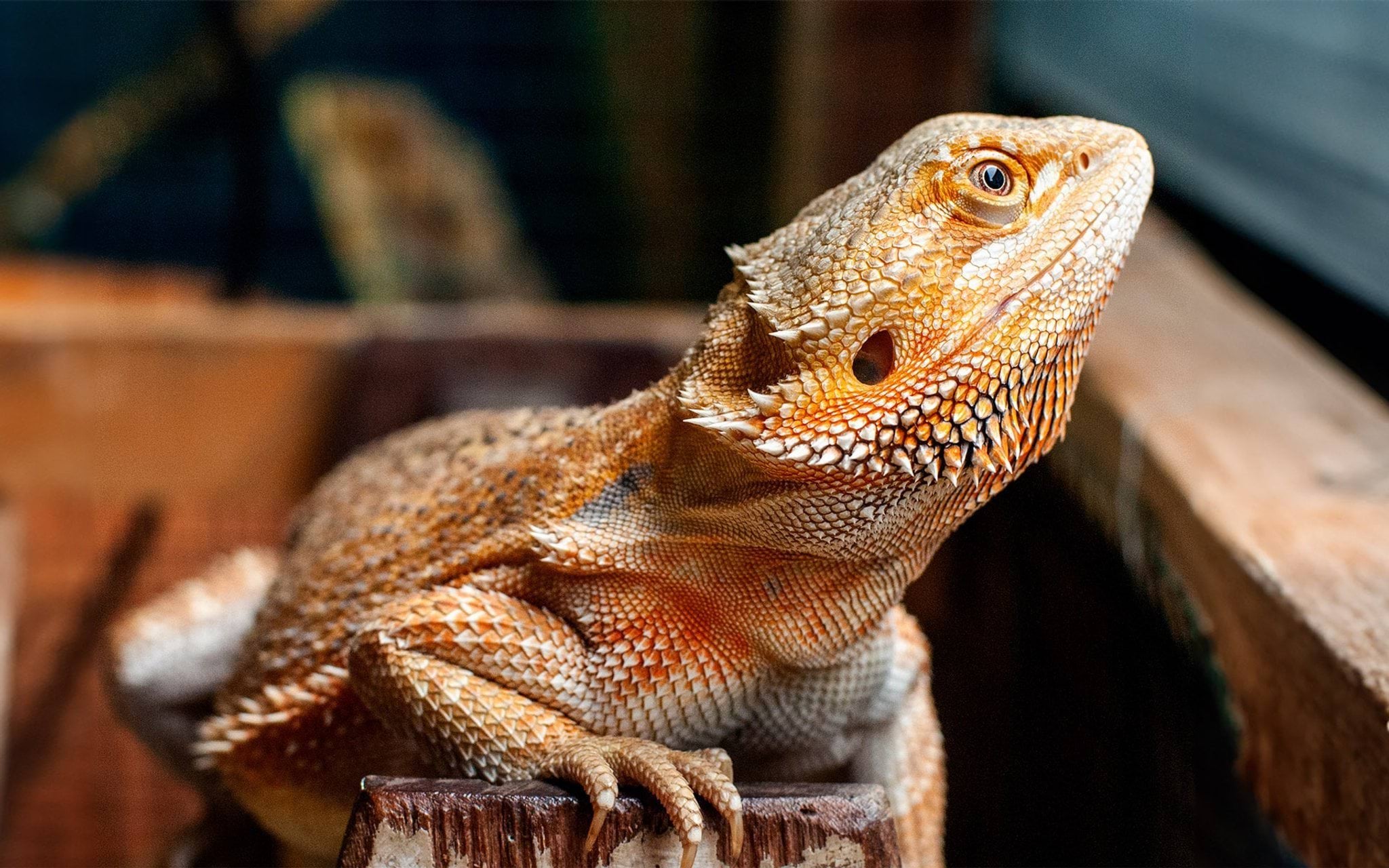 Bearded dragon in enclosure
