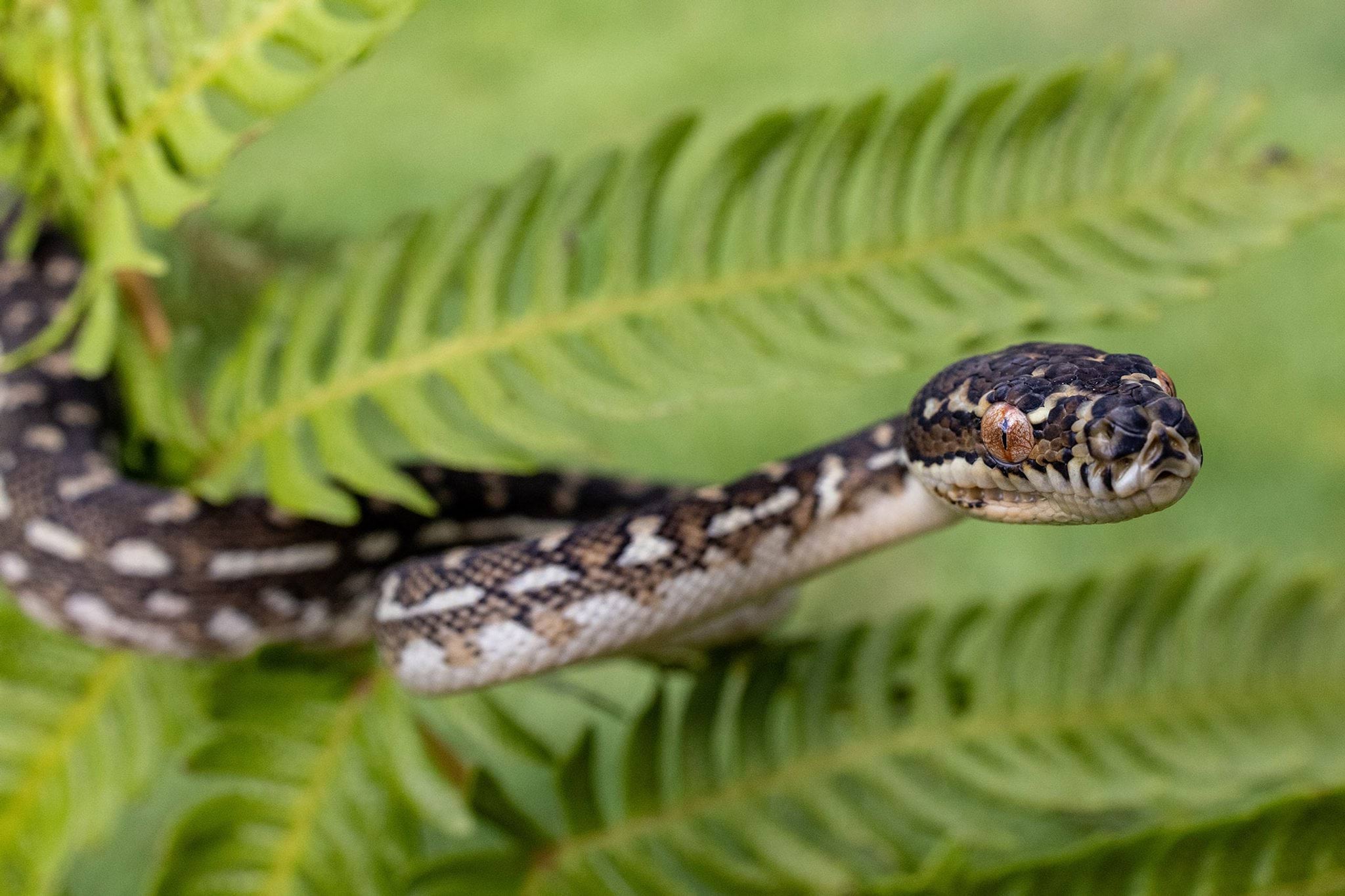 Diamond python
