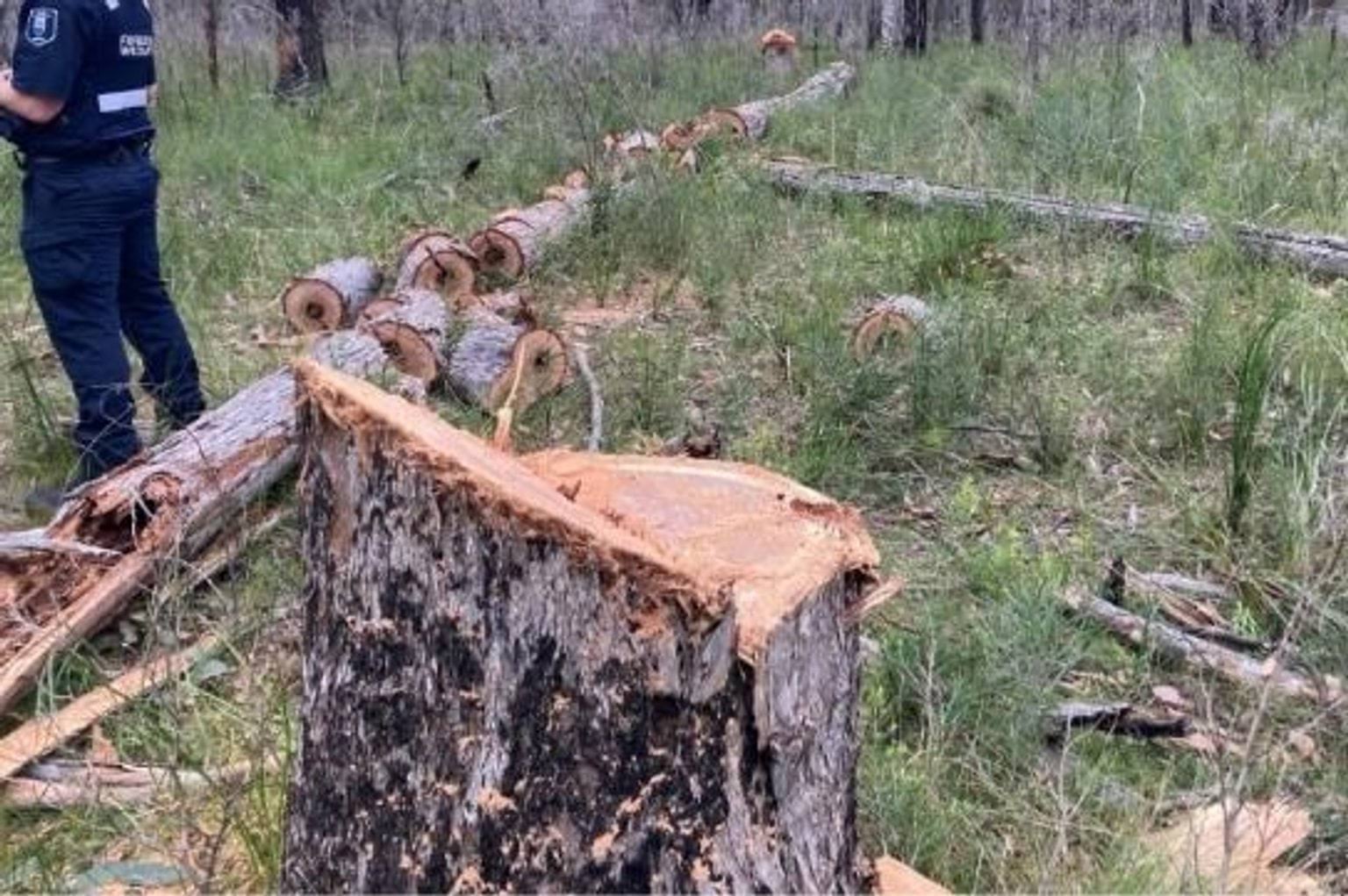 Tree stump in front of cut sections of a tree lying on grass. An officer in uniform standing nearby