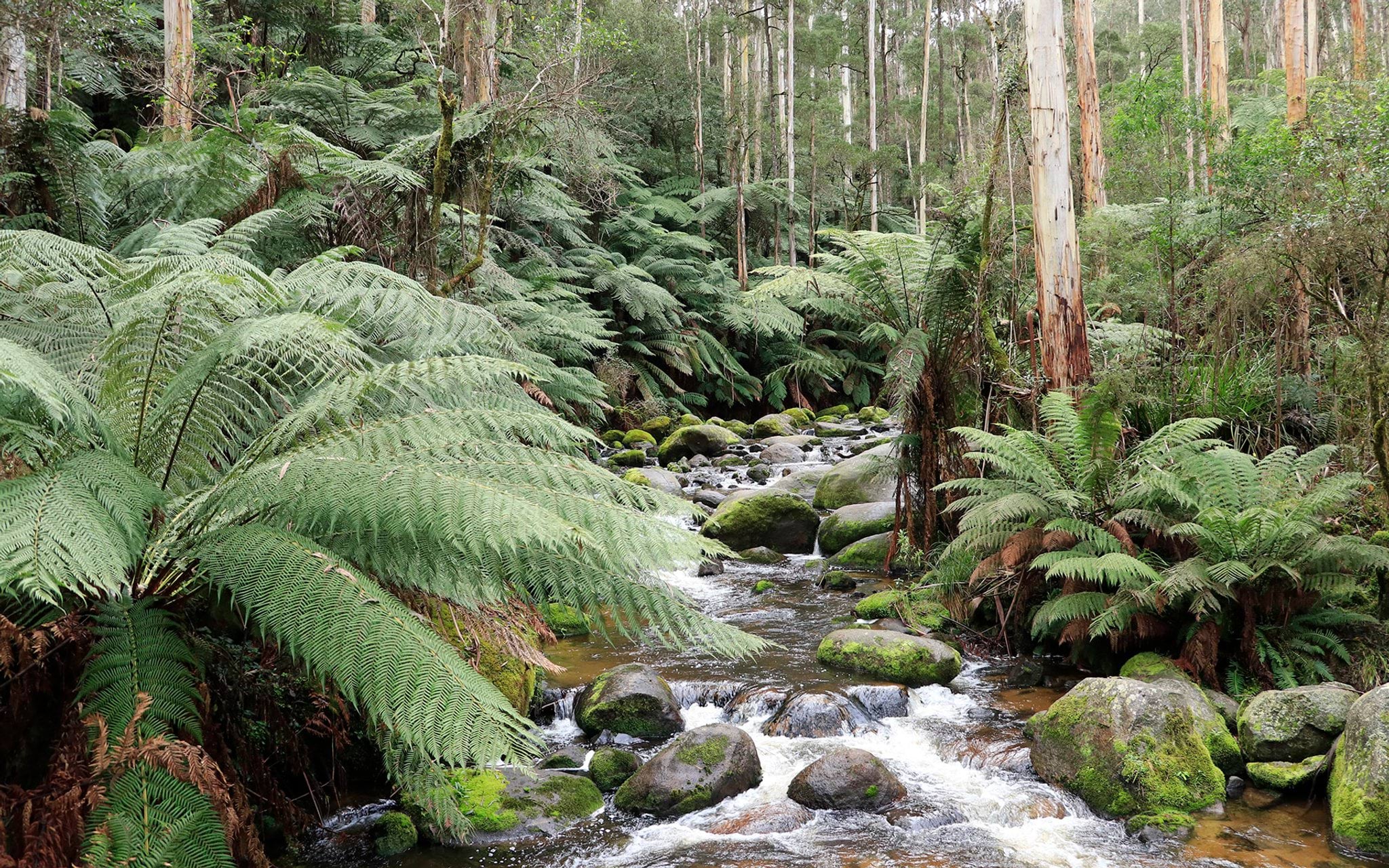 Forest creek ferns Forest creek ferns