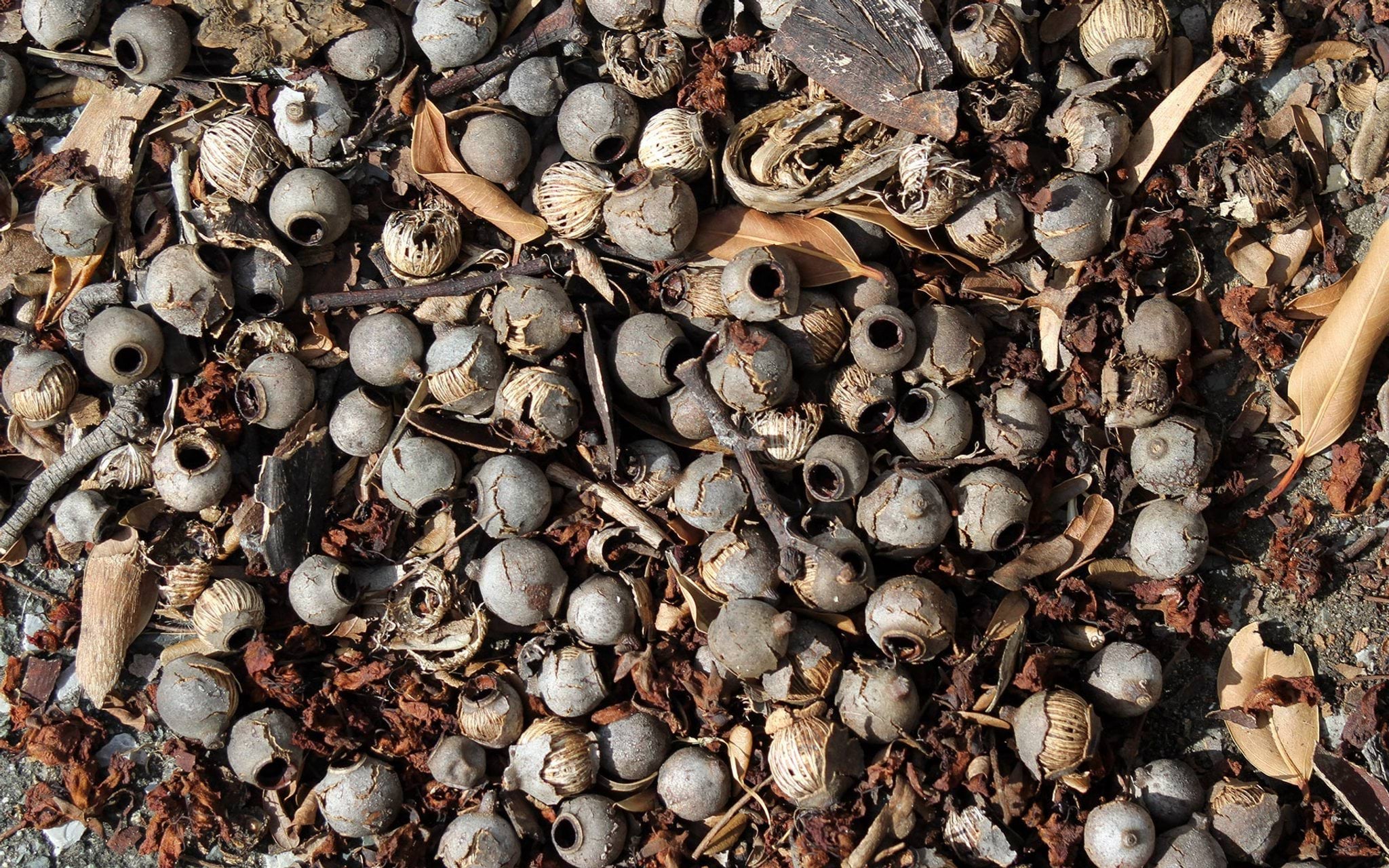 Gumnuts on ground