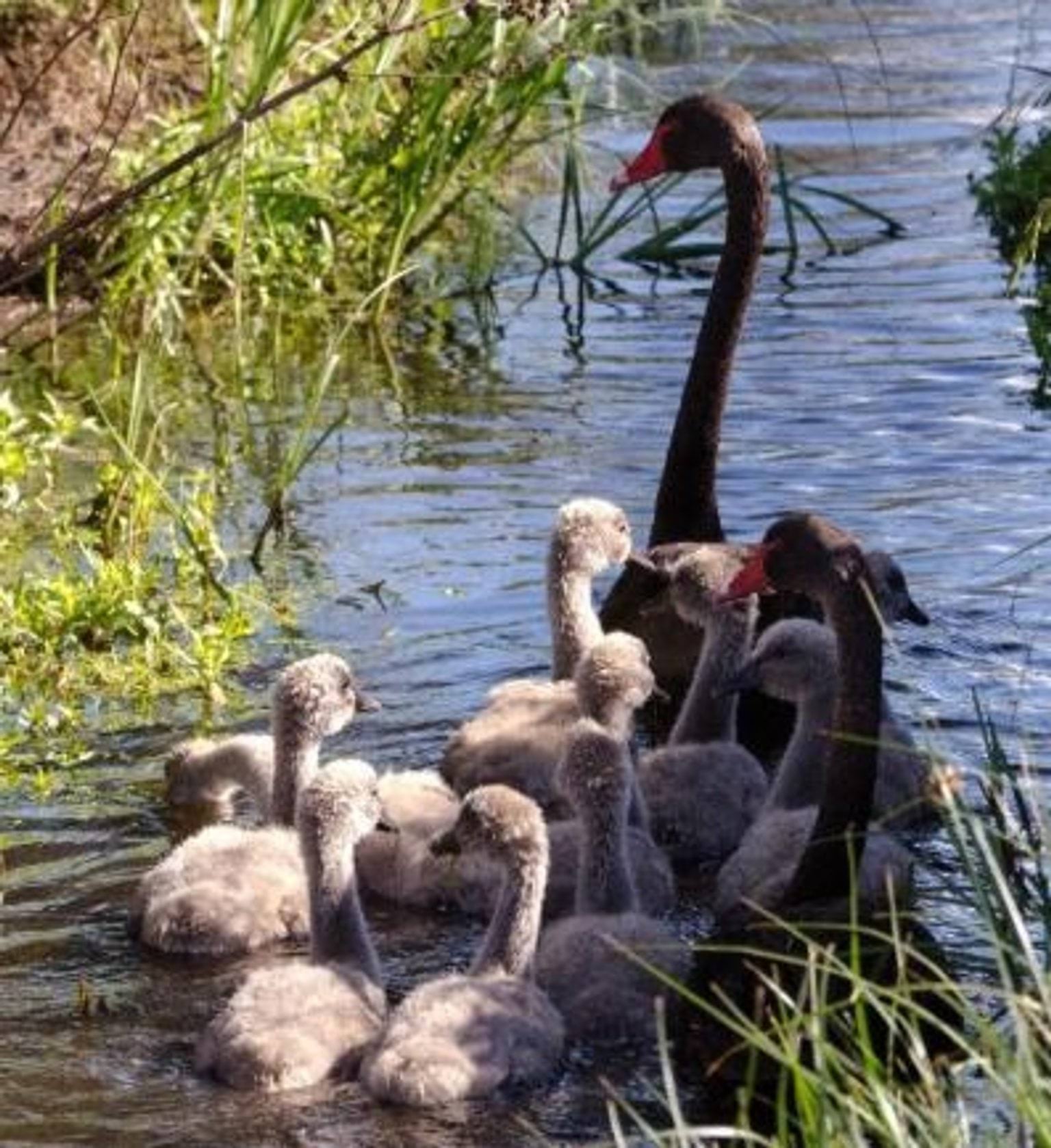 A pair of adult black swans with cygnets on the water surrounded by reeds