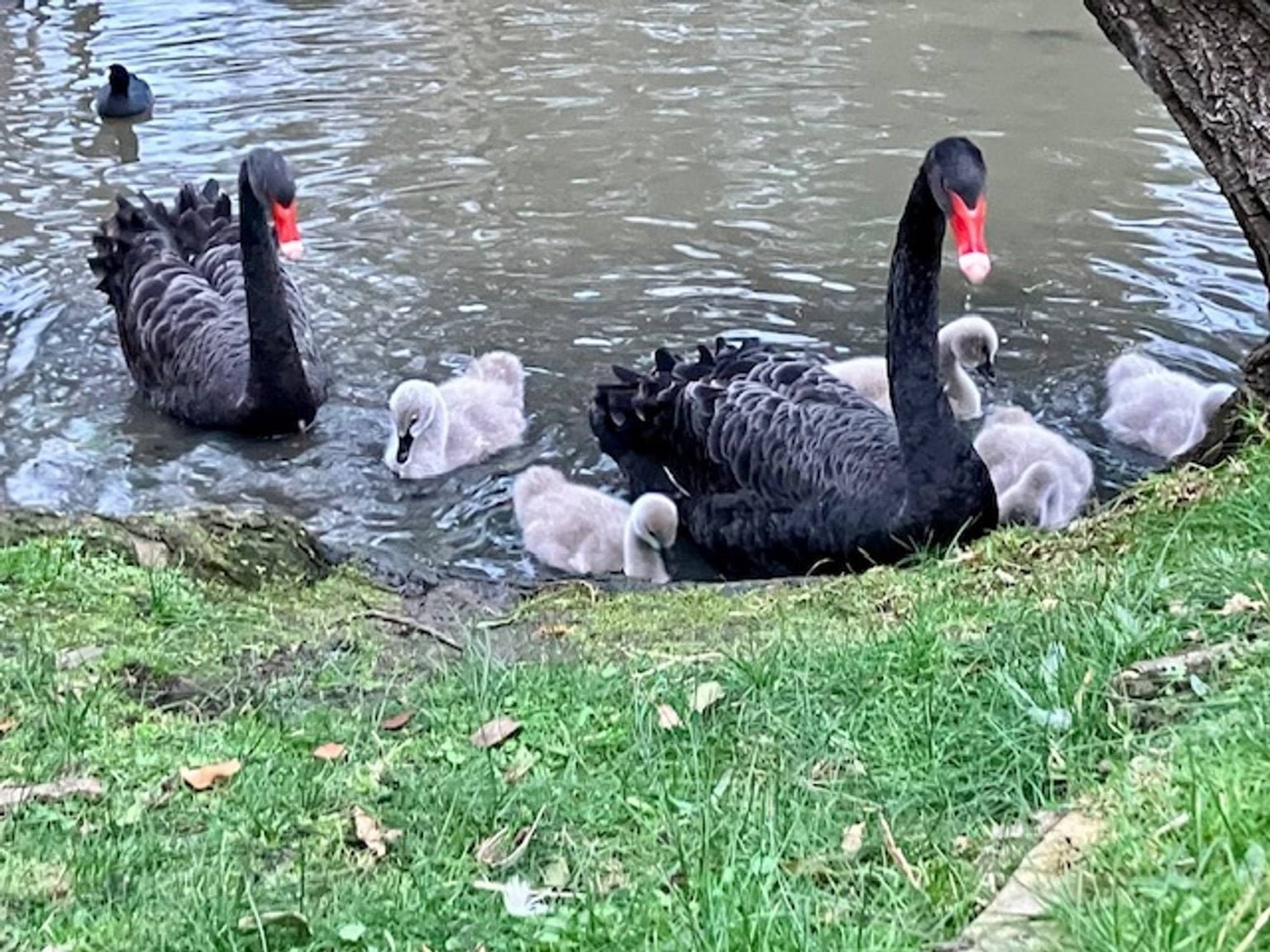 Two adult Black swans and 5 cygnets on a lake near a grassy bank