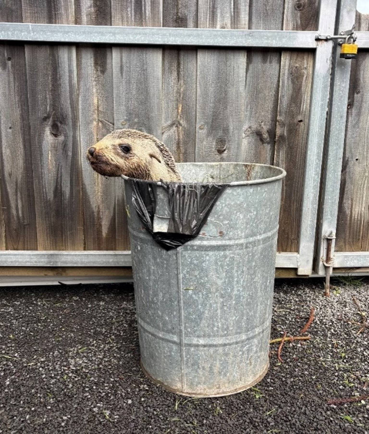 An Australian Fur Seal pup in a rubbish bin next to a wooden fence with just the pup's head showing