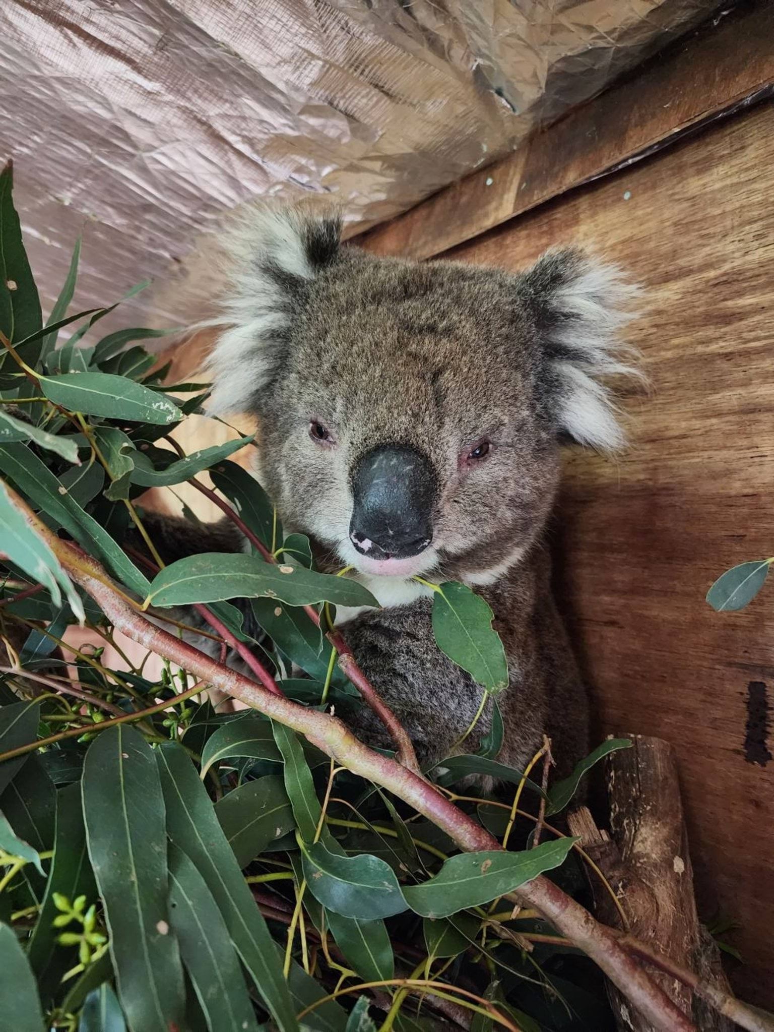 Koala inside a building at a wildlife shelter holding on to a branch