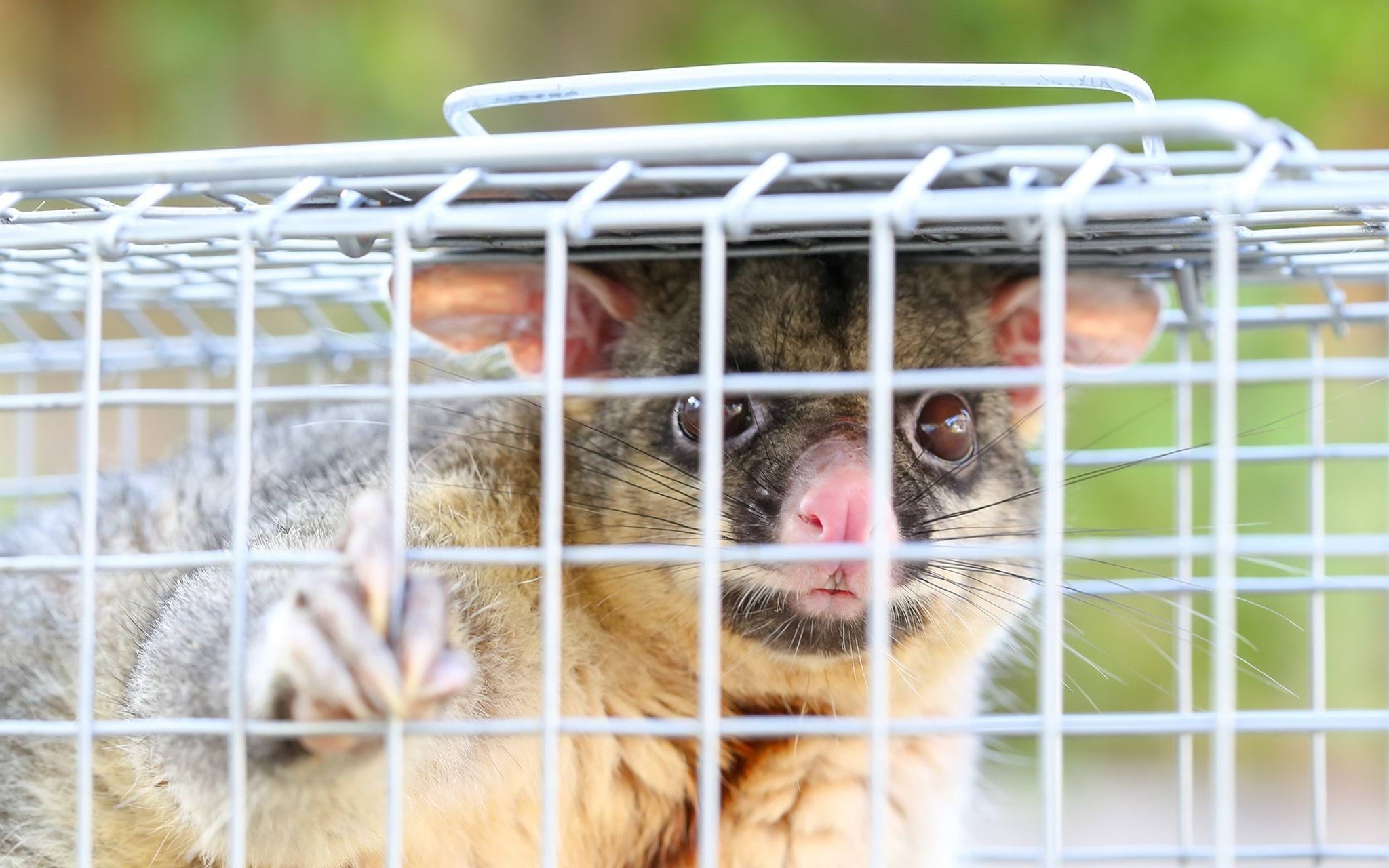 Brushtail possum in trap
