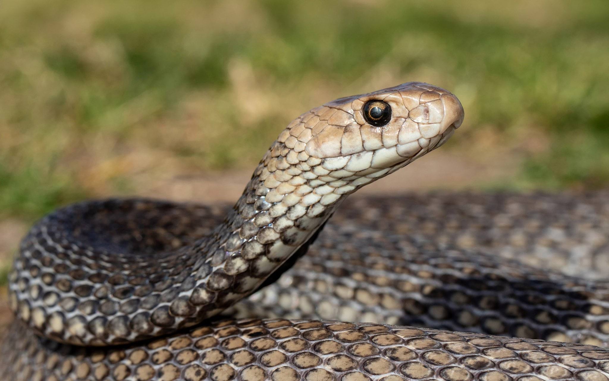 Eastern brown snake Eastern brown snake