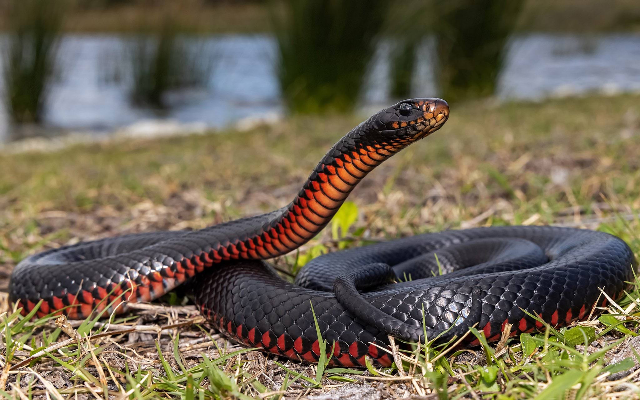 Red-bellied black snake