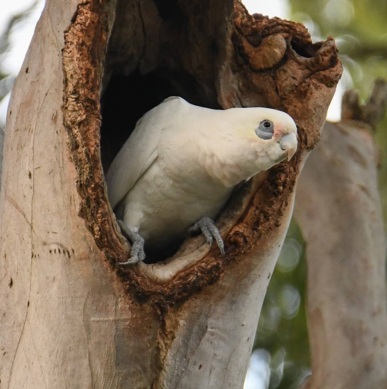 Little corella