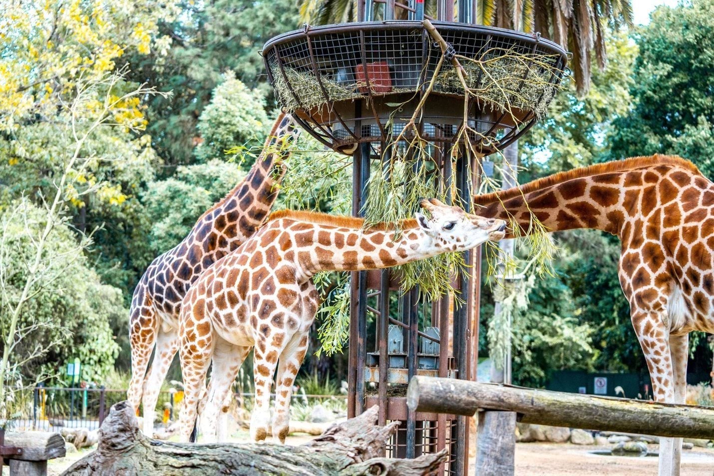 Giraffes at Melbourne Zoo eating leaves from a branch