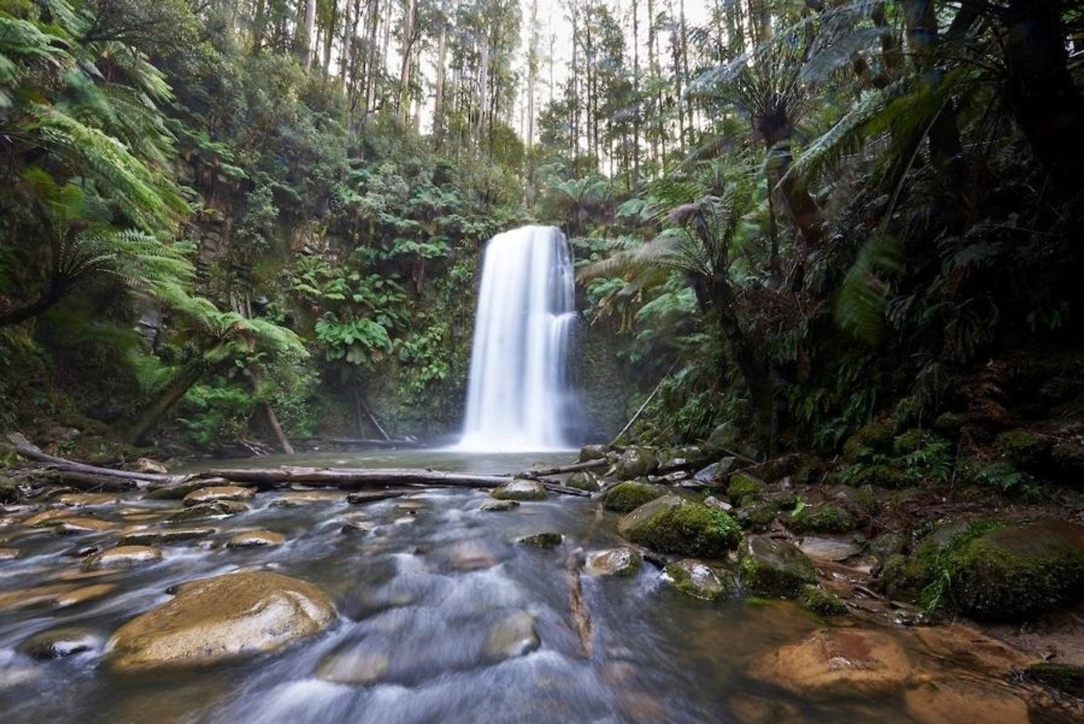 beauchamp falls waterfall in the middle of a green forest