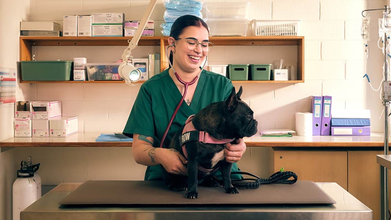 Veterinary nurse in scrubs examining a small dog on a clinic table, using a stethoscope in a treatment room.