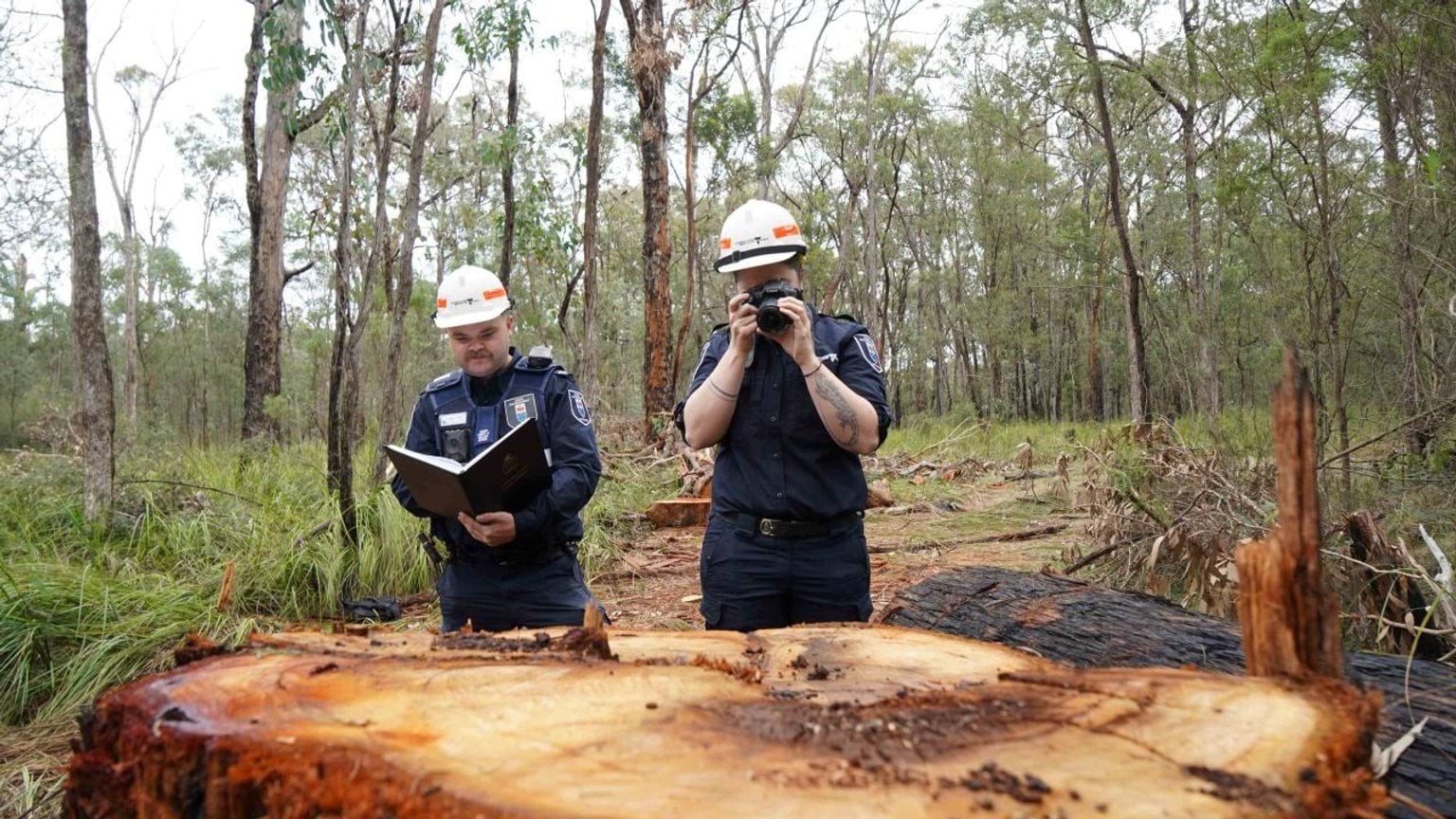 Two authorised officers inspecting a tree stump