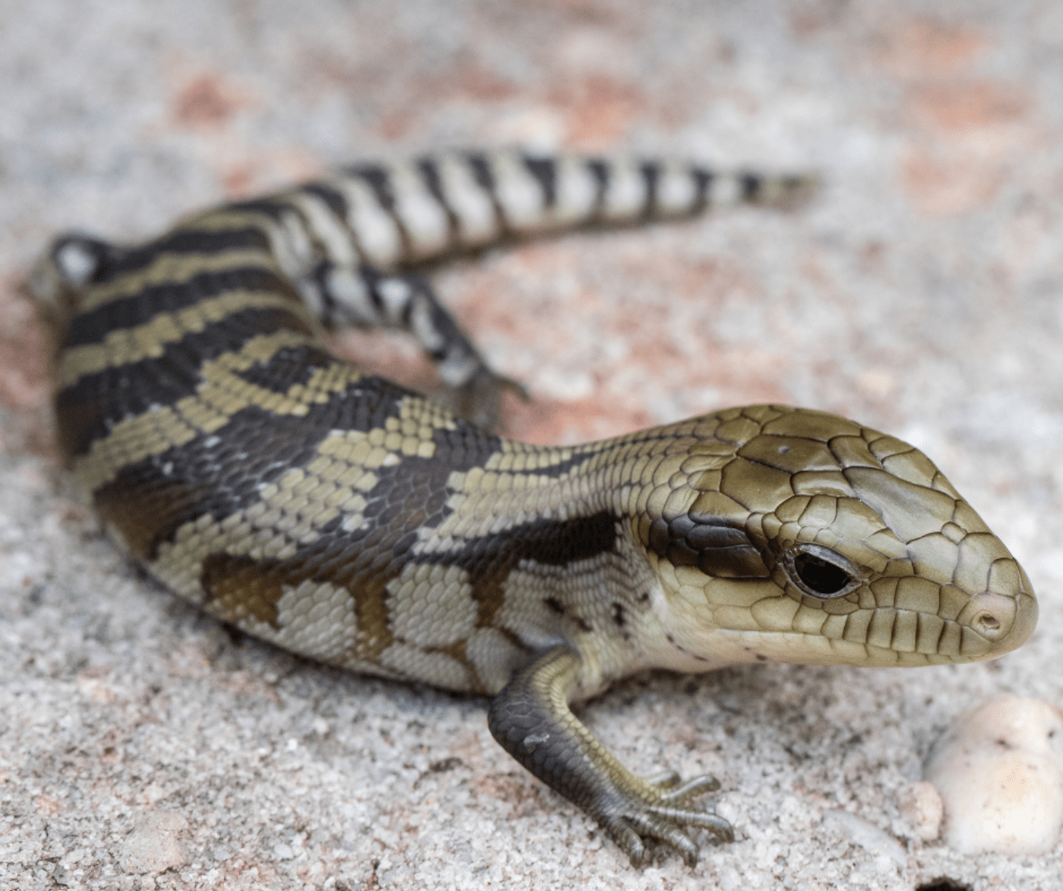 Close-up of a small lizard with patterned tan, brown, and black scales on sandy ground, showing a detailed view of its head, eye, and forelimb while the tail extends out of focus in the background.