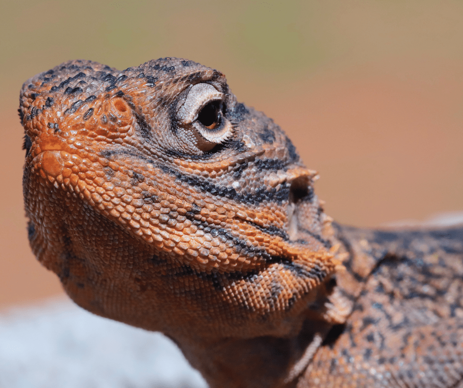 $9, 000 in fines for wildlife crimes