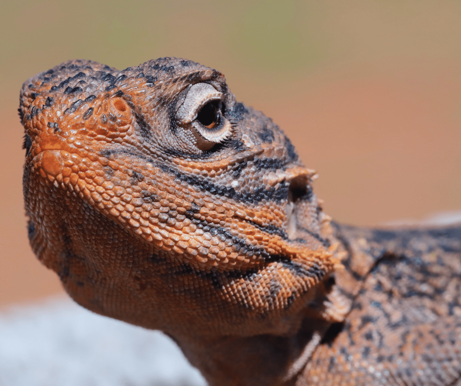 lose-up macro photograph of a bearded dragon lizard, highlighting detailed scales, textured skin and eye, with a blurred natural background showcasing Australian wildlife and reptile features.