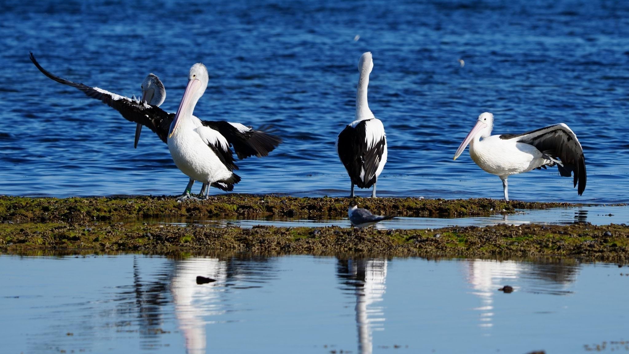 A photo of pelicans standing on rocks in the shallows