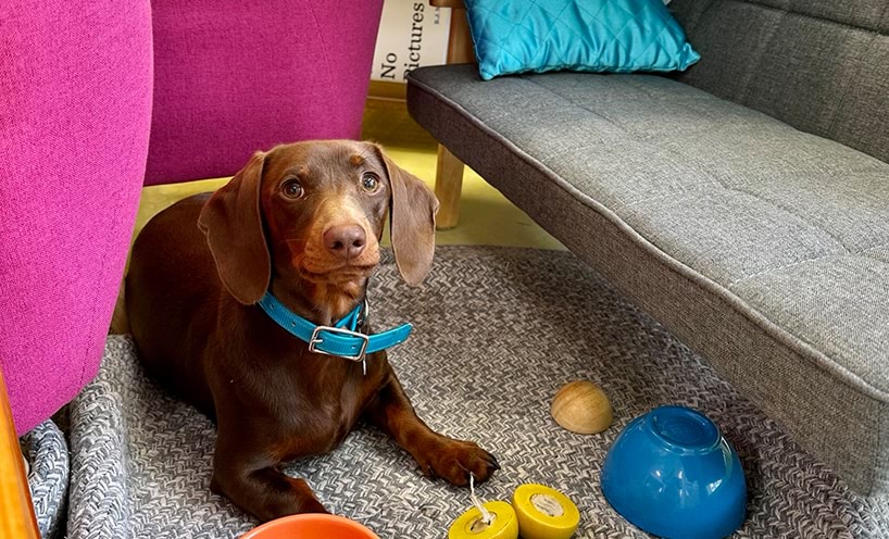 A canine companion in the classroom supports connection and inclusion