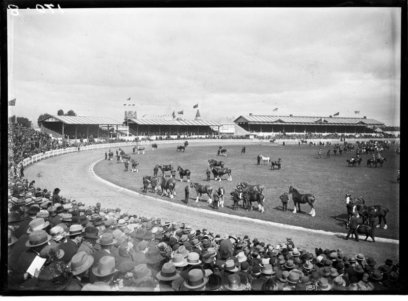 Black and white photograph of horses in a show ring circle
