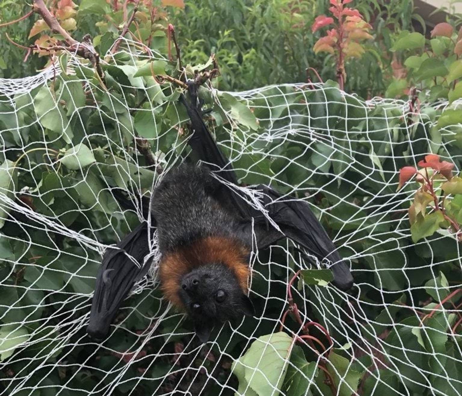 A flying fox caught in unsuitable fruit netting in a suburban backyard